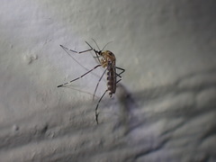 Aedes epactius