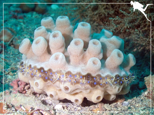 Callyspongia communis · iNaturalist