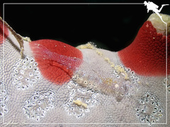 Zenopontonia noverca