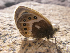 Coenonympha vaucheri