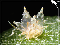 Eubranchus ocellatus