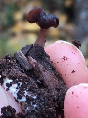 Gyromitra