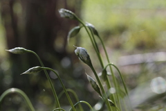 Allium neapolitanum