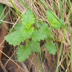 Veronica calycina