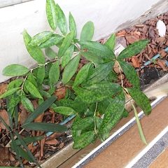 Dracaena surculosa