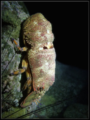 Scyllarides squammosus