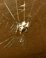 Araneus gemma