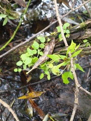 Bidens discoidea