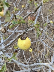 Solanum linnaeanum