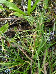 Carex tuckermanii