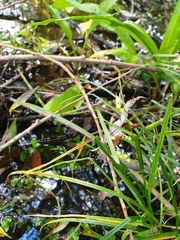 Carex tuckermanii