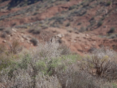 Ammospermophilus leucurus