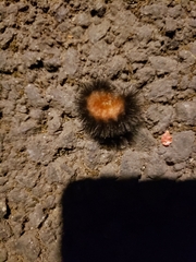 Pyrrharctia isabella