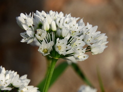 Allium neapolitanum
