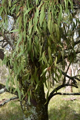 Muellerina eucalyptoides