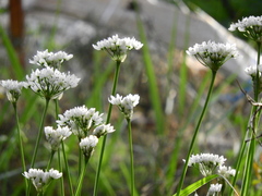 Allium neapolitanum
