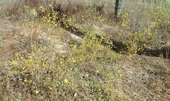 Deinandra paniculata