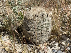 Escobaria chlorantha