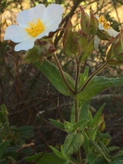 Cistus psilosepalus