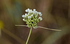 Allium pallens