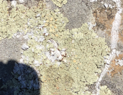 Protoparmeliopsis muralis