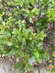 Rhododendron noriakianum