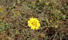 Deinandra paniculata