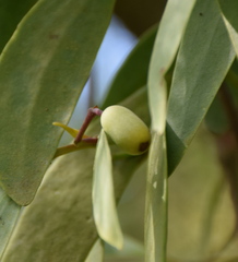 Muellerina eucalyptoides