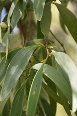 Muellerina eucalyptoides