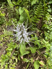 Orthosiphon aristatus