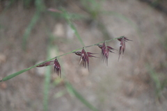 Bouteloua curtipendula