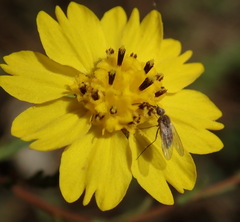 Deinandra paniculata