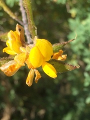 Adenocarpus complicatus