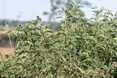 Solanum aligerum