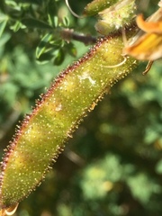 Adenocarpus complicatus