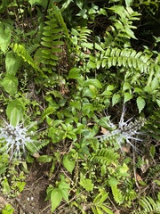 Orthosiphon aristatus