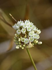 Allium pallens