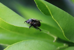 Epectinaspis mexicana