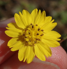 Deinandra paniculata