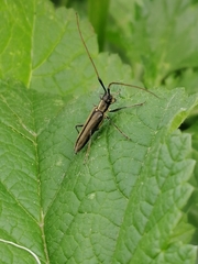 Grammopsoides