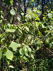 Physalis orizabae