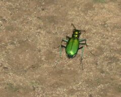 Cicindela sexguttata