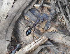 Myrmecia forficata