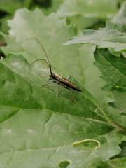 Grammopsoides