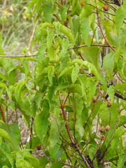 Cistus populifolius
