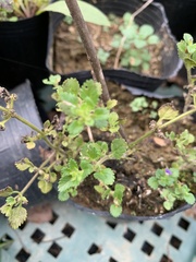 Stemodia verticillata