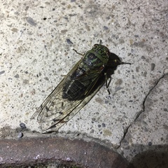 Macrosemia kareisana