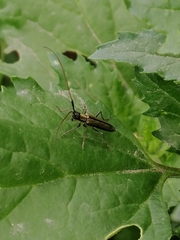 Grammopsoides