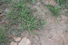 Bouteloua curtipendula