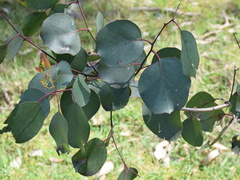 Eucalyptus ovata